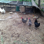 My aunt's chickens.