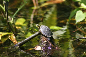 Baby Slider Turtle